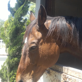 かっくんの画像