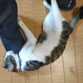 甘えん坊の画像