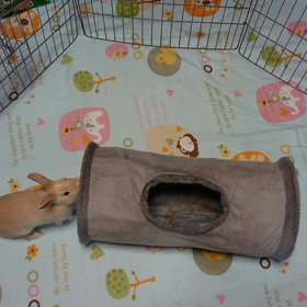 今日の小梅ちゃんの画像