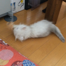 今日も元気だの画像