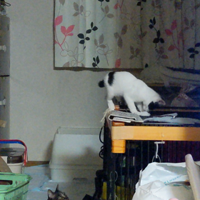 7月18日(月祝)　おかえり♪　スマイアちゃんの画像