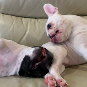 朝から。の画像