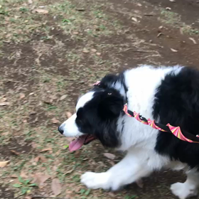 ♪お散歩動画♪代々木公園♪の画像