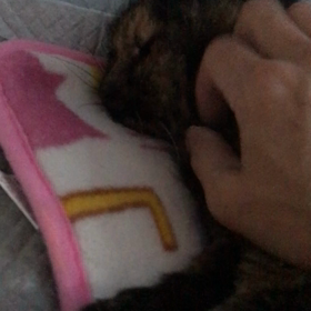 なみちゃんの容態の画像