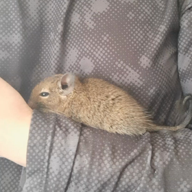 (098)今日のアンジェラ　なわばり的別荘編の画像