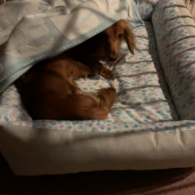 就寝前だってカミカミ！の画像