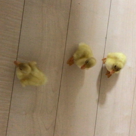 コールダック生後一週間の画像