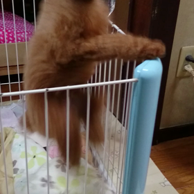 嬉しさ爆発の画像