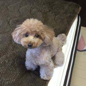 ぺぺLOVE2016年5月18日(水)の画像