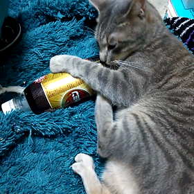 パキパキげしげしの画像