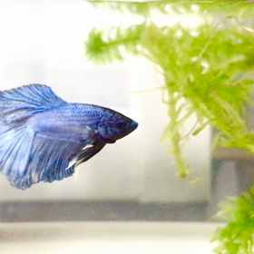 ベリー君の可愛い泳ぎの画像