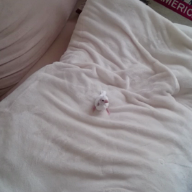 追記。飛行動画の画像