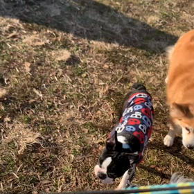 1月19日9わんこと2時間30分遠足　　代々木公園の画像