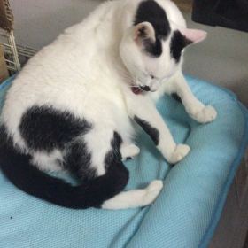 じゅんこのグルーミングの画像