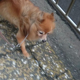 今日も変わらぬ日曜日の画像