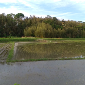 田んぼ。の画像