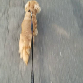 ☆お散歩はいつもこんな感じ☆の画像