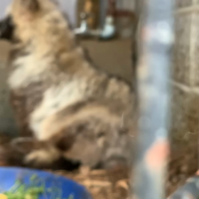 エゾタヌキ飼育日誌（R1.6.22）の画像