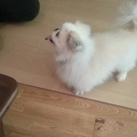 なにか？の画像