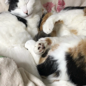 変わりなく平和の画像