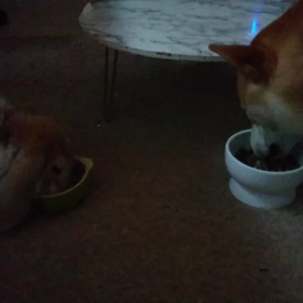 朝ごはん一緒にの画像