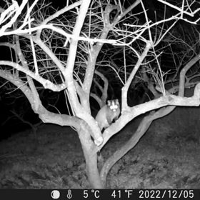 すぎぴたんの事件簿シーズン3　103話（ハクビシンの侵入経路！）の画像