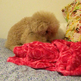 ほりほりほりの画像