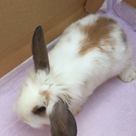 ライオンロップイヤーの赤ちゃんの画像