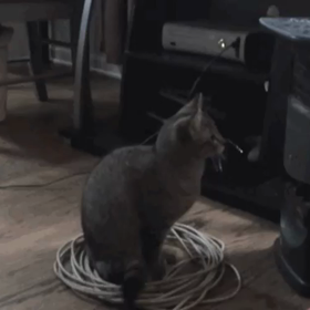 ねこ、びびるの画像