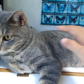 かみかみ攻防戦の画像