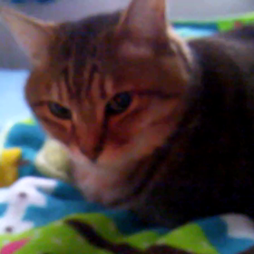 動かにゃい！の画像