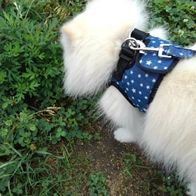 散歩にきたよーの画像