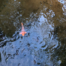 鯉2の画像