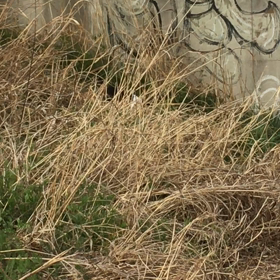 のどかな１日の画像