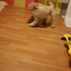 双子の遊びの画像