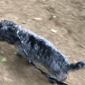 ♪お散歩動画♪代々木公園♪の画像