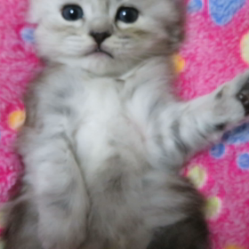 ミヌエット長足男の子の画像