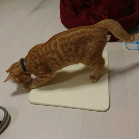 猫の好きなもの❔の画像