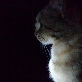 #猫ちゃんの画像