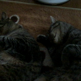 ソラ&リク 動画２連発の画像