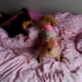 朝から‼の画像