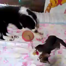 子猫のダッシュの画像