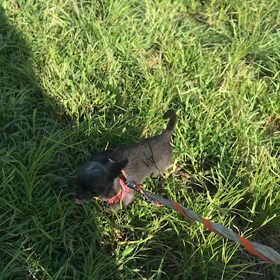 ♪お散歩動画♪代々木公園♪の画像