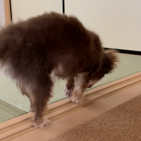 頑張るコタちゃん【動画】の画像