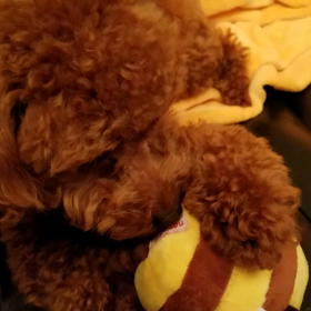 早速新しいおもちゃでの画像