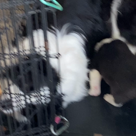 お昼寝前の場所の取り合いの画像