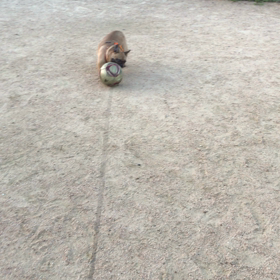 アルバの意外な特技  (°▽°)の画像