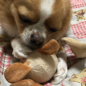 おやすみなさいの画像