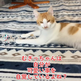 猫ちゃん派ですか？犬ちゃん派ですか？の画像