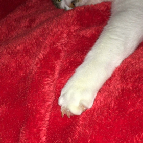 メリーたんのしっぽで遊ぶマヨラ❤️の画像